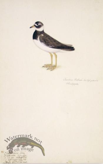 188 Swedish Birds . Charadrius Hiaticula, Ringed Plover